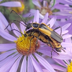 Chauliognathus deceptus
