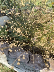 Linum lewisii