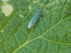 Graphocephala atropunctata