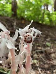 Monotropa