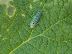 Graphocephala atropunctata