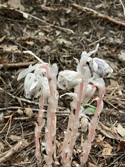 Monotropa