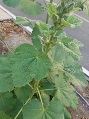 Graphocephala atropunctata