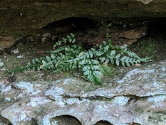 Asplenium pinnatifidum