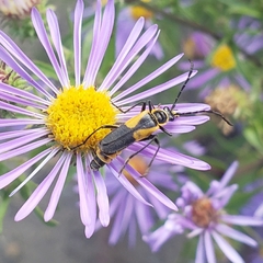 Chauliognathus deceptus
