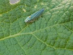 Graphocephala atropunctata