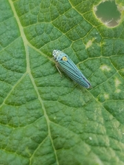 Graphocephala atropunctata