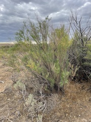 Tamarix chinensis