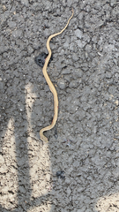 Malpolon monspessulanus