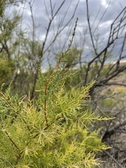 Tamarix chinensis