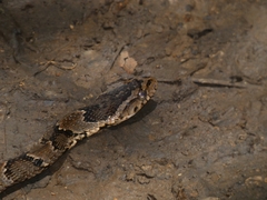 Xenodon rabdocephalus
