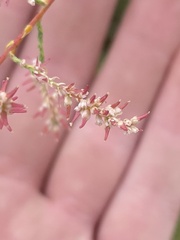 Tamarix chinensis