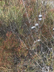 Allocasuarina