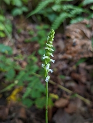 Spiranthes ovalis erostellata