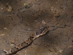 Xenodon rabdocephalus
