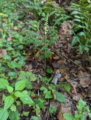 Spiranthes ovalis erostellata