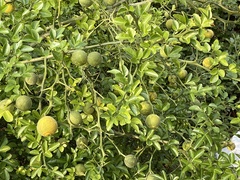 Citrus trifoliata