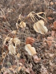 Calochortus albus