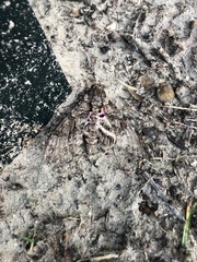 Agrius cingulata