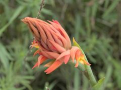 Dichromanthus cinnabarinus