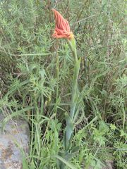 Dichromanthus cinnabarinus