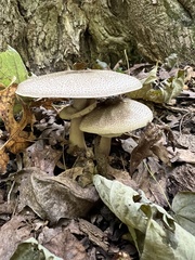 Agaricus placomyces