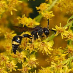 Eumenes coronatus