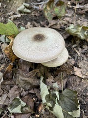 Agaricus placomyces