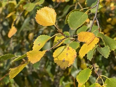 Betula occidentalis