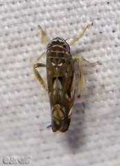 Scaphoideus