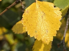 Betula occidentalis