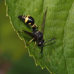 Eumenes coronatus