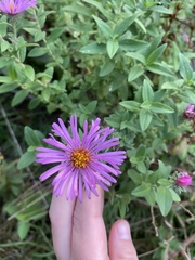 Symphyotrichum oblongifolium
