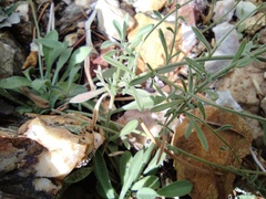 Erigeron flagellaris