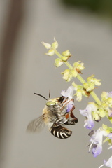 Anthophora californica