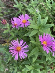 Symphyotrichum oblongifolium