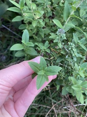 Symphyotrichum oblongifolium