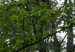 Cotoneaster bullatus