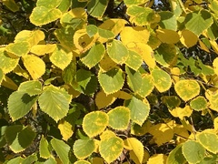 Betula occidentalis