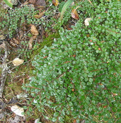 Cotoneaster horizontalis