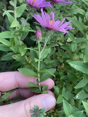 Symphyotrichum oblongifolium