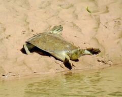 Apalone spinifera pallida