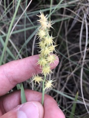 Cenchrus tribuloides