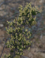 Trymalium daphnifolium