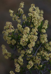 Trymalium daphnifolium