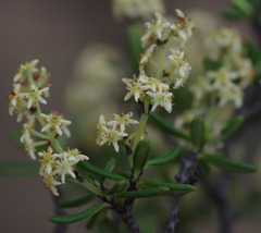 Trymalium daphnifolium