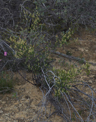 Trymalium daphnifolium