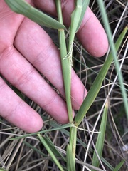 Cenchrus tribuloides