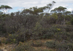 Trymalium daphnifolium