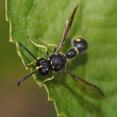 Eumenes coronatus